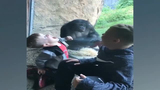Funny 🤣🤣🤣🤣 animals
