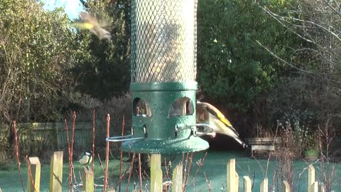Bird's love