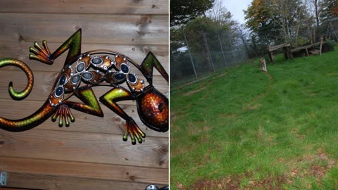 Dartmoor Zoo Devon England Boo at the pictures Chris Summerfield 2022