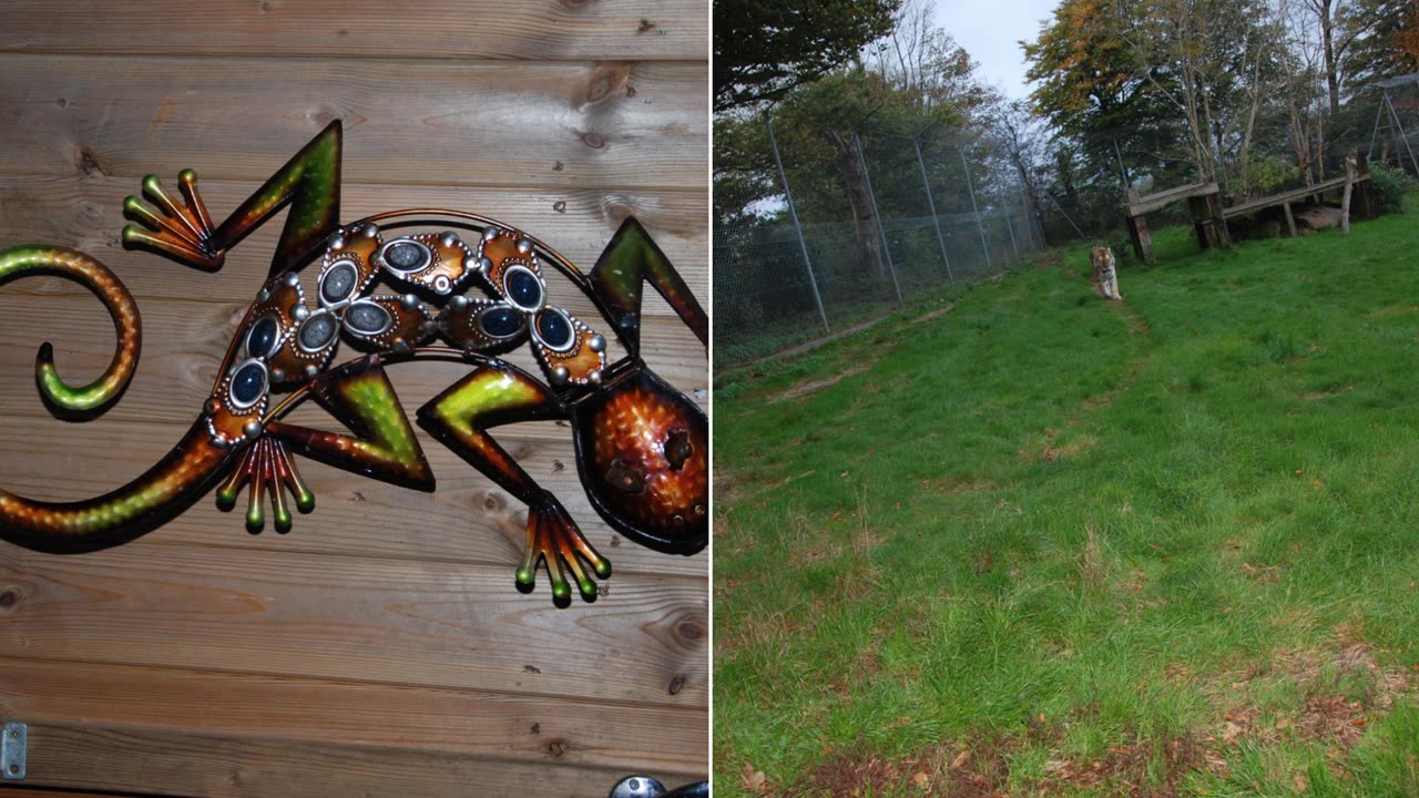 Dartmoor Zoo Devon England Boo at the pictures Chris Summerfield 2022