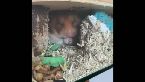 Cute animals