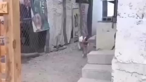 Funny animal videos that I found for you