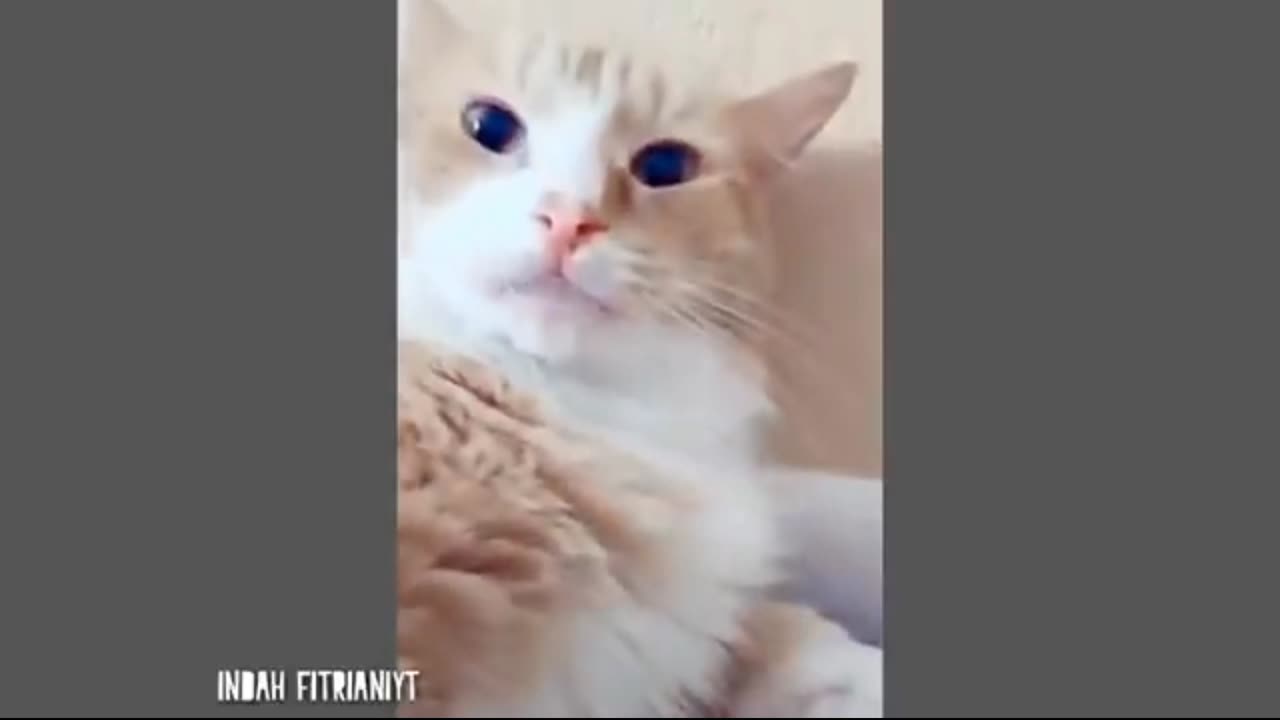 Kucing lucu dan imut