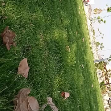 حديقة الردف