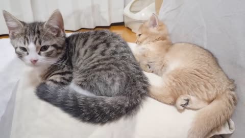 Parent cats also had such a time