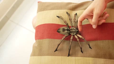 Spiders can also be cute!