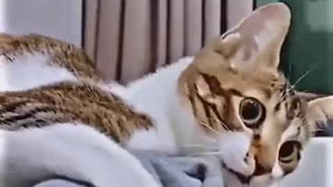 Funny cat 😺😺😺