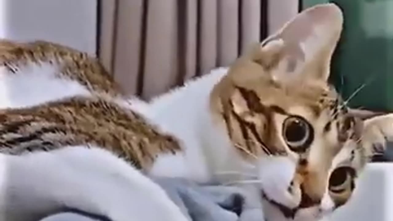 Funny cat 😺😺😺