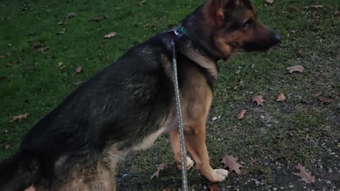 German shepherd howling!