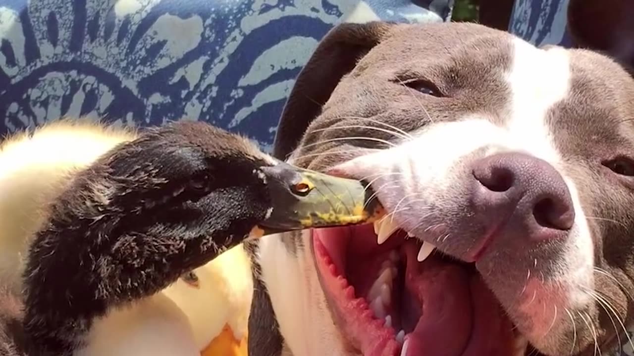 Dogs Who Love Other Animals | The Dodo Odd Couples
