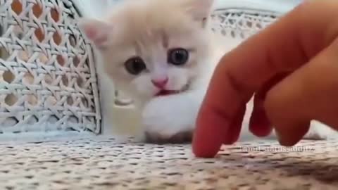 Cute cat