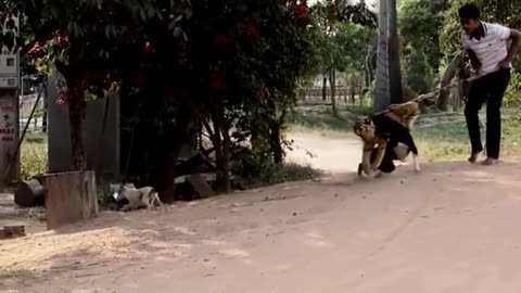 Troll Prank Dog Funny & fake Lion