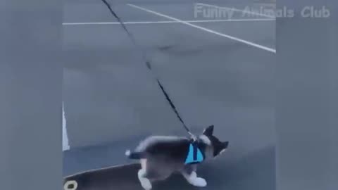 Funny Cats and Dogs Videos 🤣 - Funniest Animal Videos 2023! 🥰 #4