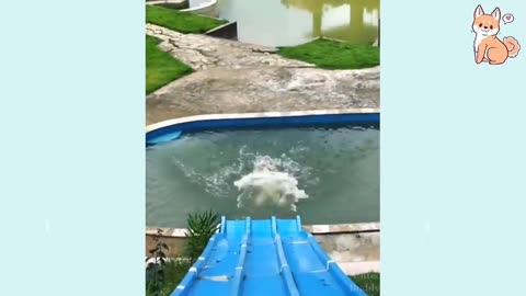 Funny dog sliding😂.