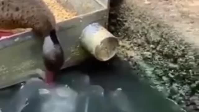 Video Media best.video.