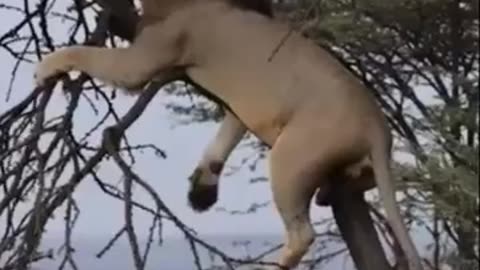 Buffalos and lion #Shorts #Animals