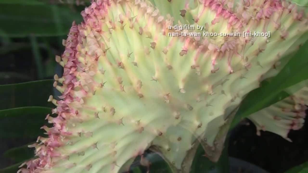 Flowers of Thailand