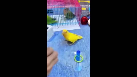 Funny animals - Funny cats / dogs - Funny animal videos 2024 - Haypyy Pett