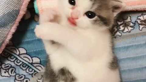 OMG So Cute Cats ♥ Best Funny Cat ❤️🐈Videos 2021 #shorts