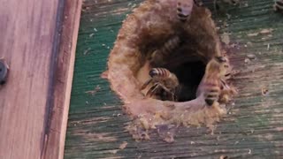 Swarm moved in