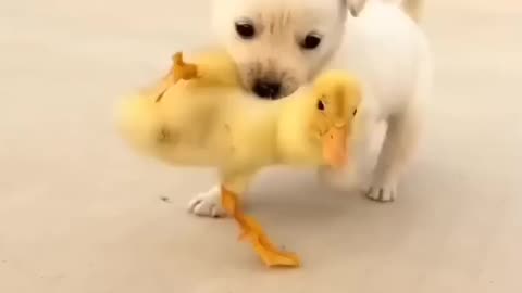 Little Tony love with cock