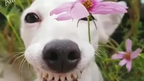 Dog's Unique Amazing Style #shorts #viral #shortsvideo #video