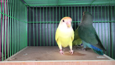 LOVE BIRDS BASIC KNOWLAGE