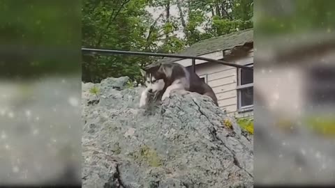Watch "Baby Dogs - Cute and Funny Dog Videos Compilation