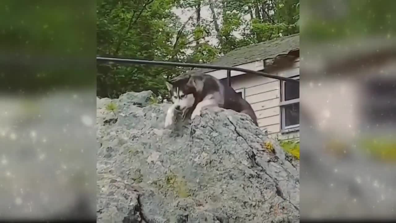 Watch "Baby Dogs - Cute and Funny Dog Videos Compilation