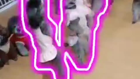 Caniches toys 🐩🤩🤣