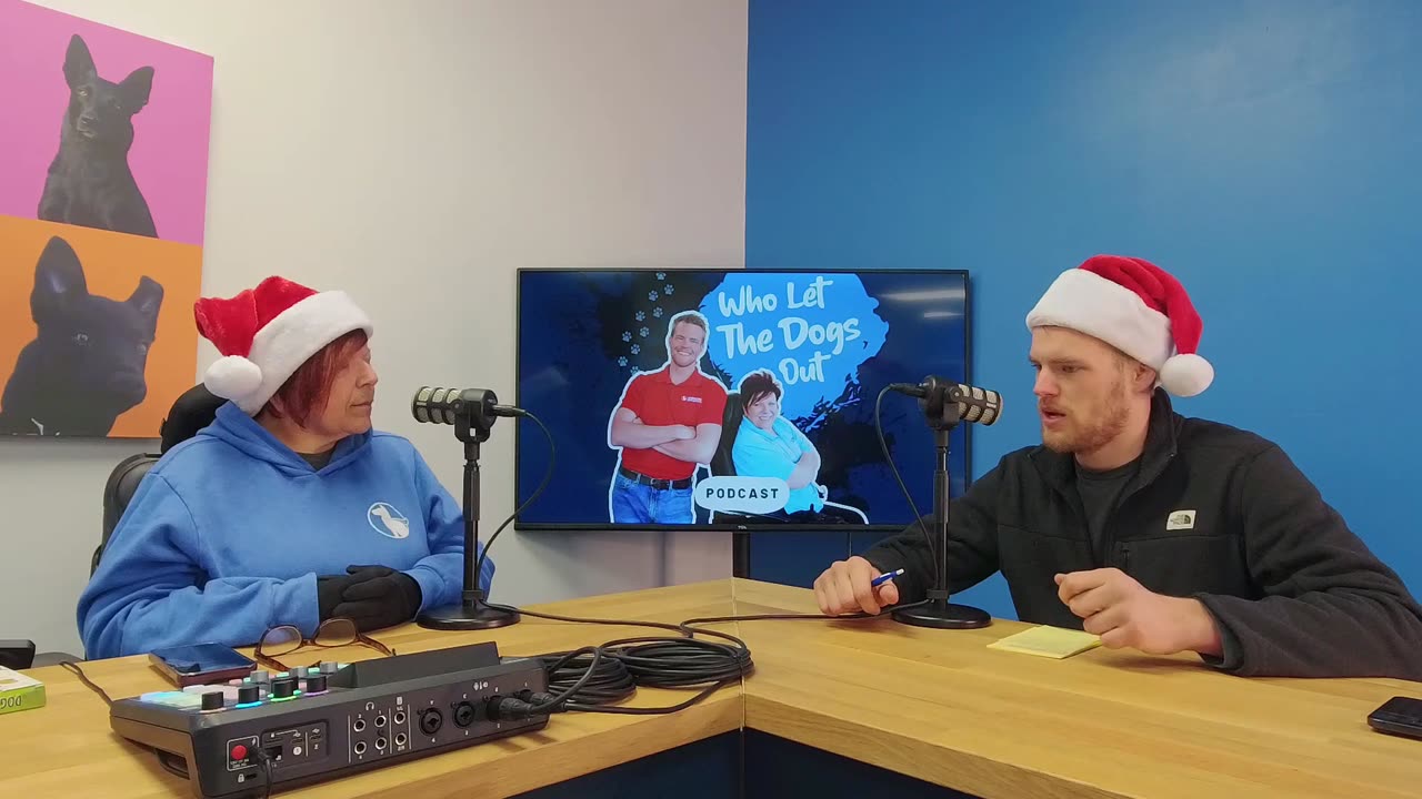 Gear NOT to Buy For Your Dog (& What to Buy For Them) — 032: Dog Talk