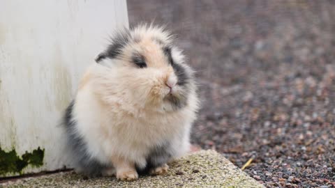 Can you chew like this cute bunny