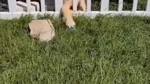 FLUFFY AND FUNNY 😂 Part 4-5 #shorts #animals #funnyanimals #dogs #cats #funnyvideo
