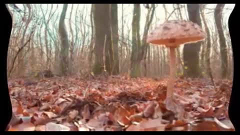 Why mushrooms are good for your health -Health Benefits of Mushrooms-Vinster Studios