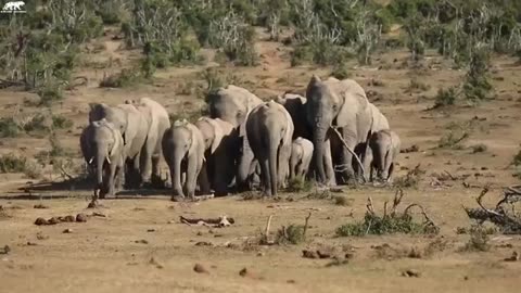 4K African Wildlife: Serengeti National Park, Tanzania - Scenic Wildlife Film With Real Sounds