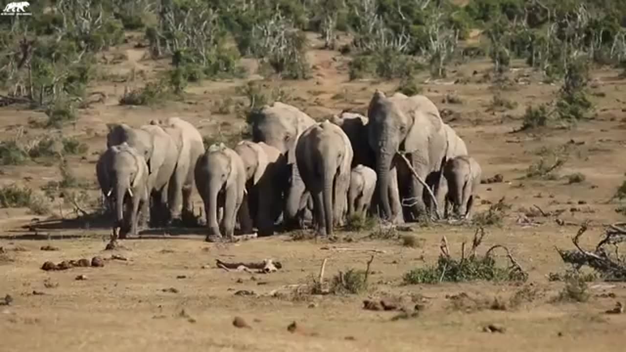 4K African Wildlife: Serengeti National Park, Tanzania - Scenic Wildlife Film With Real Sounds