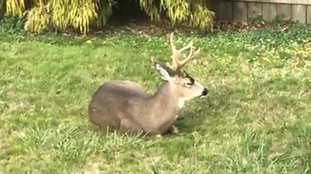 Papa and family in my yard chillin'