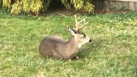 Papa and family in my yard chillin'
