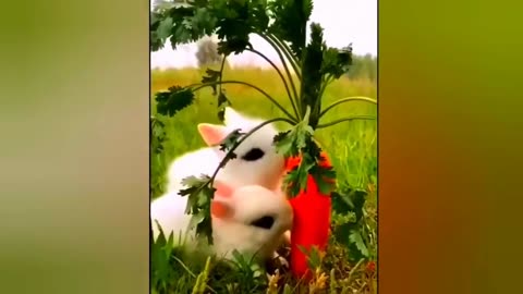 New Funny Animals 😂 Funniest Cats and Dogs Videos 😺🐶 328