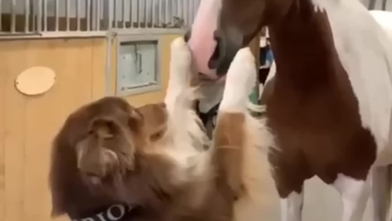 Animals are so funny🤣🤣🤣