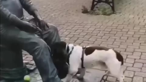 funniest dog video