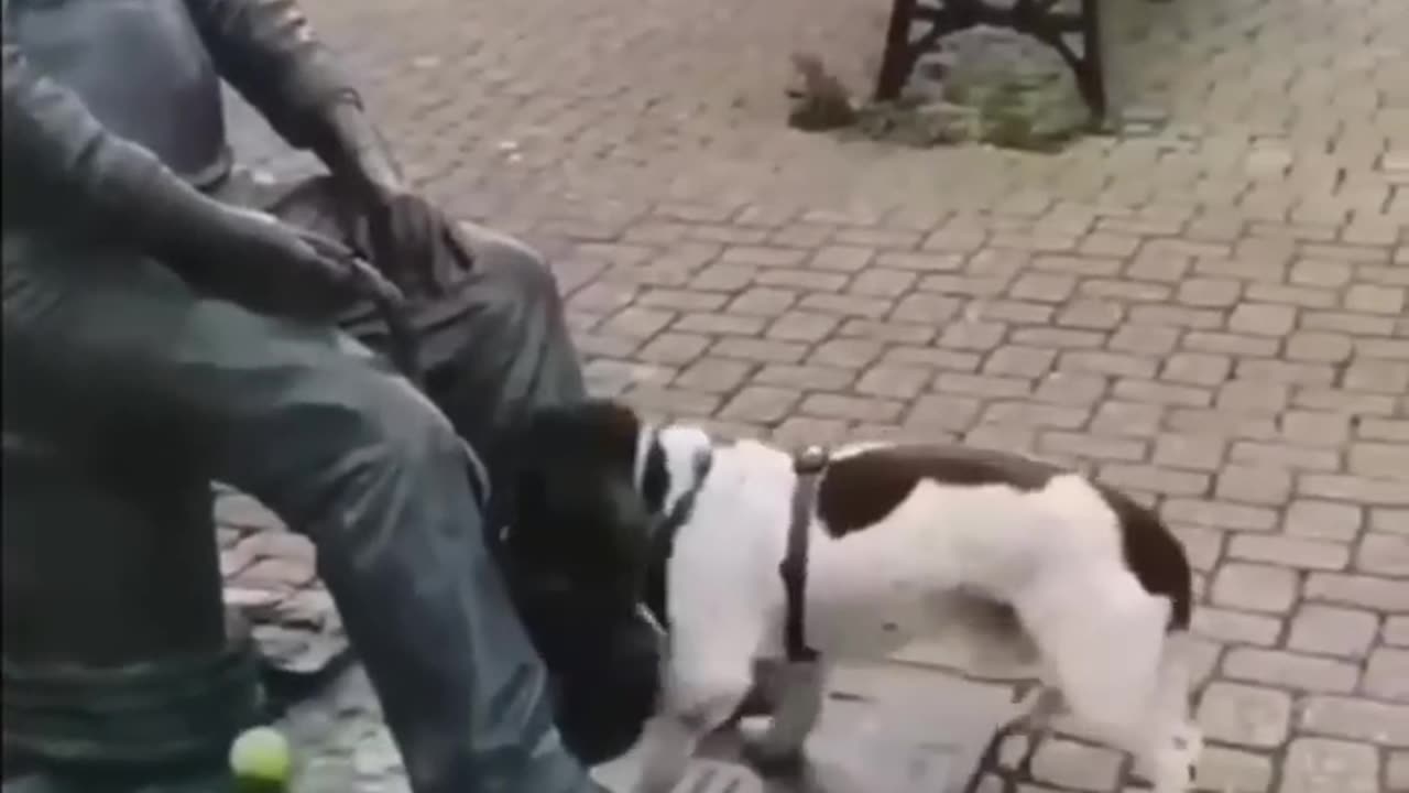 funniest dog video