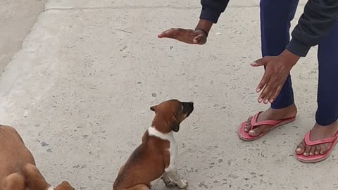 Quite dog