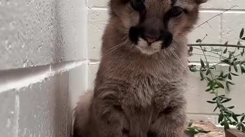A family adopted a baby puma #shorts6