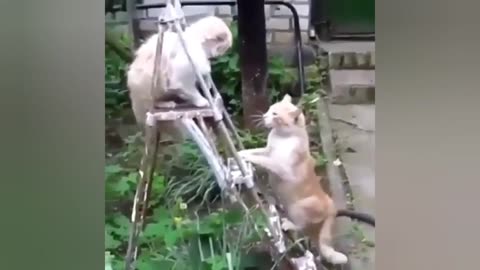 Funny Cat moment.