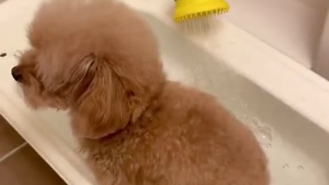 Sweet Dog Enjoys a Day at The Spa - Too Cute
