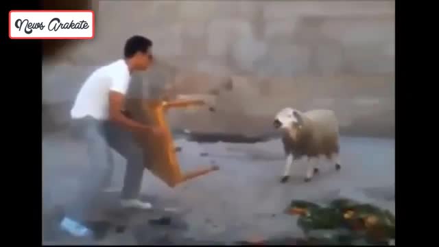 Video Kambing Paling Galak Gak Kenal Takut, Sapi Aja Bisa KO...Mengejutkan