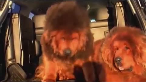 Biggest dog in the worlds