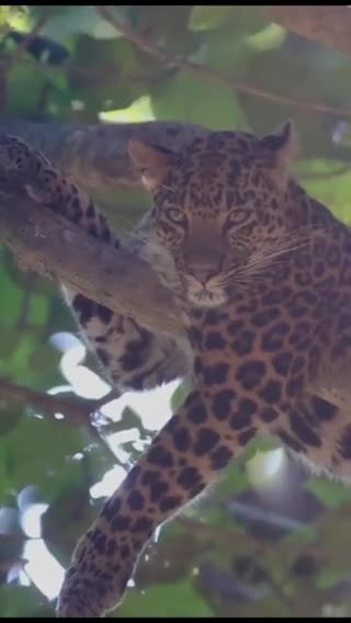Leopard from Corbett Tiger Reserve