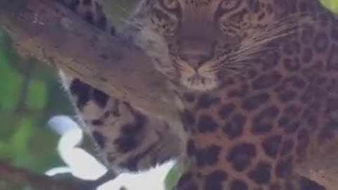 Leopard from Corbett Tiger Reserve